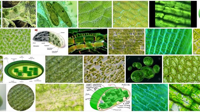 What are Chloroplasts