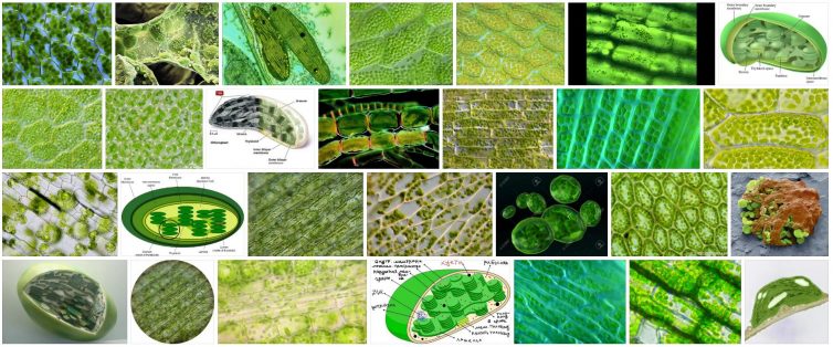 What are Chloroplasts