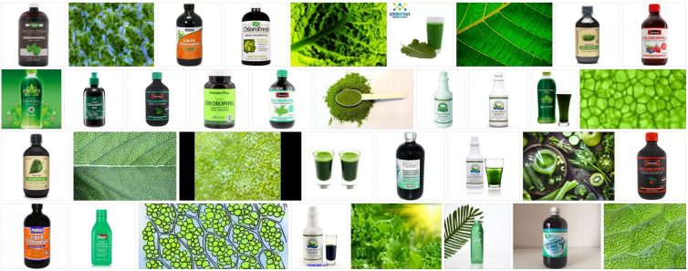 What is Chlorophyll