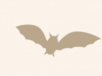 Facts about the vampire bat
